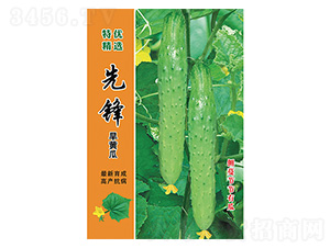先鋒旱黃瓜-科星