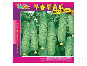 早春旱黃瓜-科星