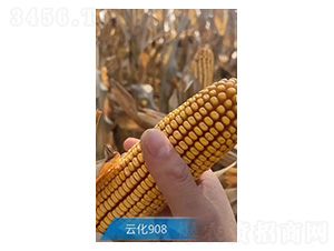 玉米種子-云化908-久翔農(nóng)業(yè)