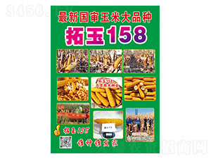 玉米種子-拓玉158-久翔農(nóng)業(yè)