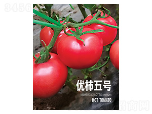 優(yōu)柿五號(hào)-忠農(nóng)坤創(chuàng)