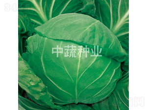 中甘628-甘藍種子-中蔬種業(yè)