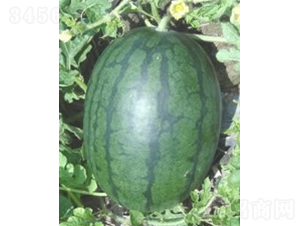 黑美鈴西瓜-西瓜種子-廣良