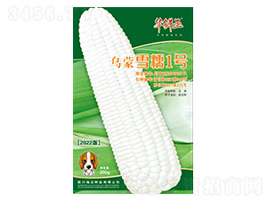 烏蒙雪糯1號-玉米種子-華鮮玉-海邁國際