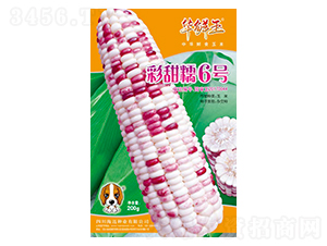 彩甜糯6號-玉米種子-華鮮玉-海邁國際