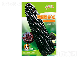 黑甜糯800-玉米種子-華鮮玉-海邁國際