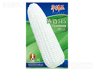 海邁515-玉米種子-華鮮玉-海邁國際