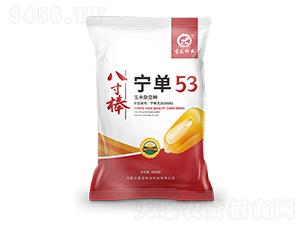 寧單53-玉米種子-蒙龍種業(yè)