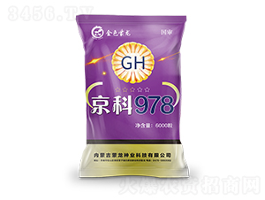 京科978（紫）-玉米種子-蒙龍種業(yè)