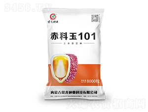 赤科玉101-玉米種子-蒙龍種業(yè)