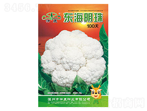 æ±æµ·æ˜Žç 100å¤©-èŠ±æ¤°èœç¨®å­-ç¥žé¹¿ç¨®æ¥­(yÃ¨)