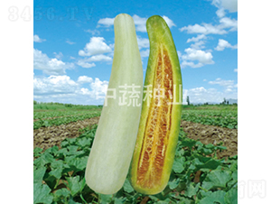 精選羊角蜜-甜瓜種子-中蔬種業(yè)
