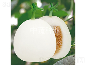 白蜜29-甜瓜種子-中蔬種業(yè)