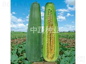 綠牛-甜瓜種子-中蔬種業(yè)