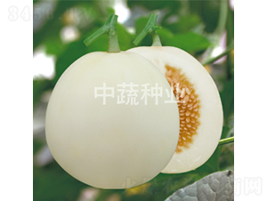 白蜜25-甜瓜種子-中蔬種業(yè)