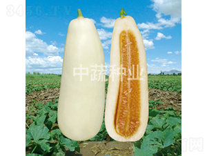 白牛-甜瓜種子-中蔬種業(yè)