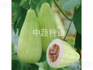 赤子牛-甜瓜種子-中蔬種業(yè)
