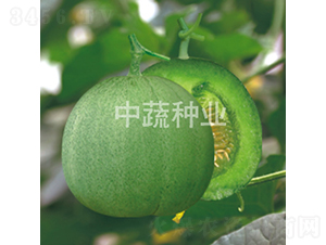 綠蜜58-甜瓜種子-中蔬種業(yè)