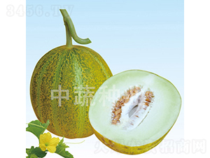 IVF192-甜瓜種子-中蔬種業(yè)