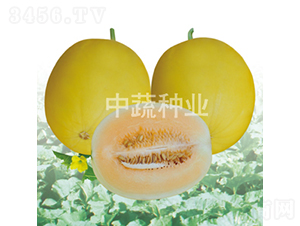 IVF117-甜瓜種子-中蔬種業(yè)