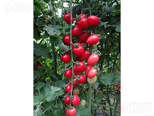 ç²‰ç¦§æ«»æ¡ƒç•ªèŒ„ç¨®å­-è¯æ˜‚è¾²(nÃ³ng)æ¥­(yÃ¨)