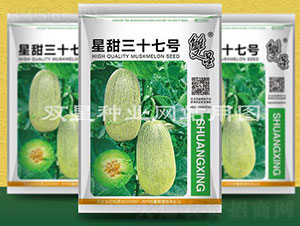 星甜三十七號-甜瓜種子-雙星種業(yè)