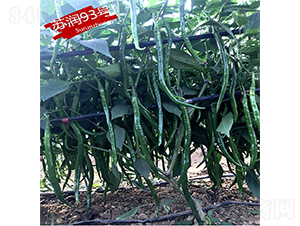 蘇潤(rùn)93號(hào)-辣椒種子-蘇潤(rùn)種業(yè)