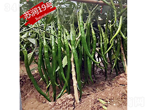 蘇潤(rùn)19號(hào)-辣椒種子-蘇潤(rùn)種業(yè)