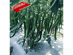 蘇潤(rùn)椒美2號(hào)-辣椒種子-蘇潤(rùn)種業(yè)