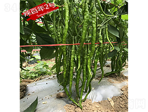 辣百年2號(hào)-辣椒種子-蘇潤(rùn)種業(yè)