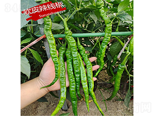 軟皮辣線椒-辣椒種子-蘇潤(rùn)種業(yè)