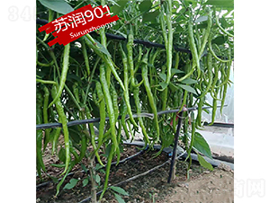 蘇潤(rùn)901-辣椒種子-蘇潤(rùn)種業(yè)