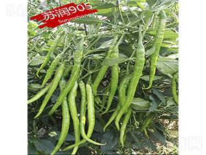 蘇潤(rùn)905-辣椒種子-蘇潤(rùn)種業(yè)