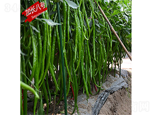 加長(zhǎng)八號(hào)-辣椒種子-蘇潤(rùn)種業(yè)