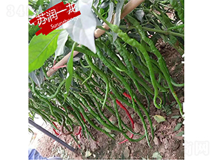 蘇潤(rùn)一龍-辣椒種子-蘇潤(rùn)種業(yè)