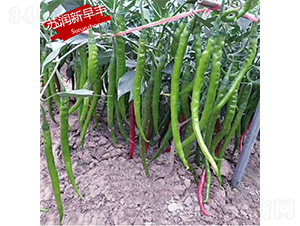 蘇潤(rùn)新早豐-辣椒種子-蘇潤(rùn)種業(yè)