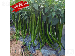 潤(rùn)辣50-辣椒種子-蘇潤(rùn)種業(yè)