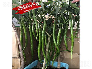 蘇潤858-辣椒種子-蘇潤種業(yè)