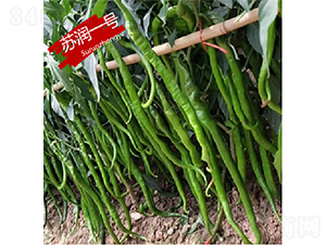 蘇潤(rùn)一號(hào)-辣椒種子-蘇潤(rùn)種業(yè)