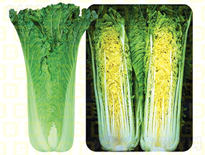 青麻葉類(lèi)型-德高青華58-大白菜種子-德高種業(yè)