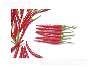 火箭3號(hào)-辣椒種子-慶發(fā)禾盛