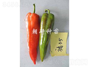 津福35-辣椒種子-朝研種苗