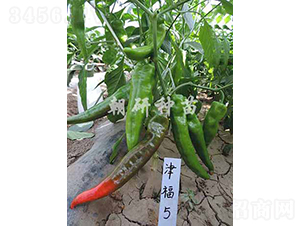 津福5-辣椒種子-朝研種苗
