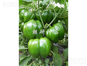 æ´¥ç¦85-11-ç”œæ¤’ç¨®å­-æœç ”ç¨®è‹—