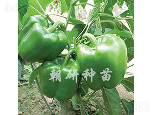 津福85-15-甜椒種子-朝研種苗