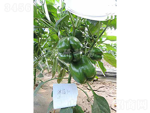æ´¥ç¦30-ç”œæ¤’ç¨®å­-æœç ”ç¨®è‹—