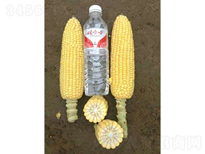 2019-531玉米種子-農(nóng)科種子