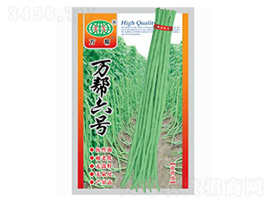 萬幫六號(hào)-豇豆種子-萬邦種業(yè)