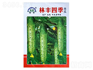 林豐四季旱瓜-黃瓜種子-陵豐種苗