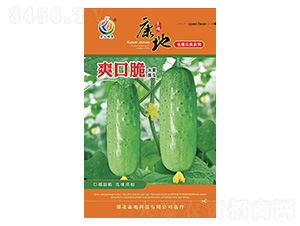 爽口脆-黃瓜種子-康地科技
